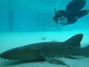 Nurse Sharks, Shroud Cay Bahamas