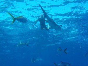  Reef Sharks at Danger Reef Bahamas