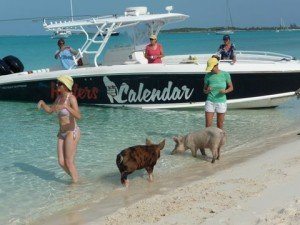 Feeding the pigs at Big Major Cay, Bahamas